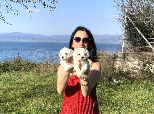 Maltese yavrularım sağlık ve ırk gara