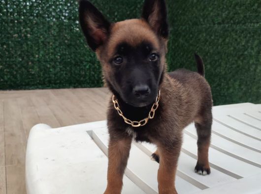 Malinois Yavrularım Sağlık Ve Irk Garan görsel