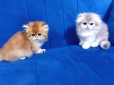 Irkının En Güzelinden En Nadirinden British Longhair Blue Golden Yavrumuz