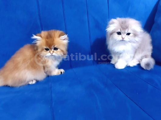 Irkının En Güzelinden En Nadirinden British Longhair Blue Golden Yavrumuz görsel
