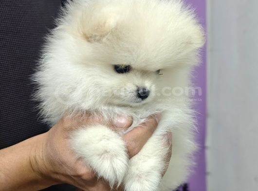 Pomerian Boo Teacup görsel