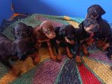 Efsane Doberman Yavrularım Sağlık Ve Irk Garantililer