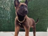 Malinois Yavrularım Sağlık Ve Irk Garan