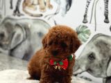 Sevimlilik Abidesi Toy Poodle Yavrular