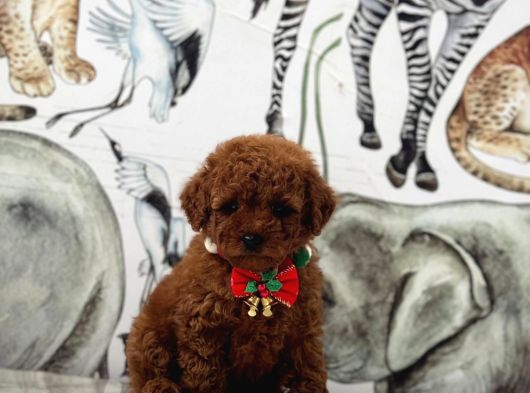 Sevimlilik Abidesi Toy Poodle Yavrular görsel