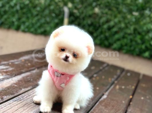 Pamuk Şeker Pomeranian Boo Yavrular görsel
