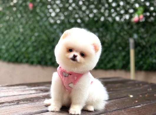 Pamuk Şeker Pomeranian Boo Yavrular görsel