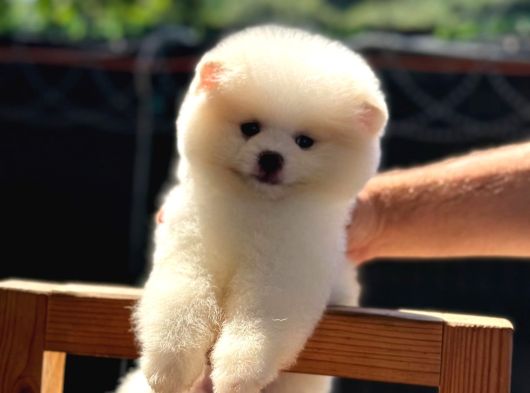 Ayı Kafalı A kalite Pomeranian Boo Yavrular