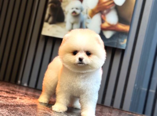 Ayıcık Surat Pomeranian Yavrular görsel