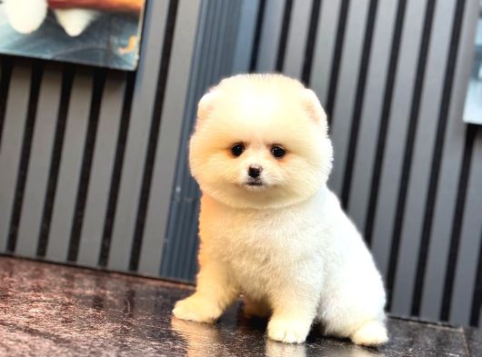 Ayıcık Surat Pomeranian Yavrular görsel