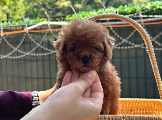 Minicik Kore Poodle Yavru görsel