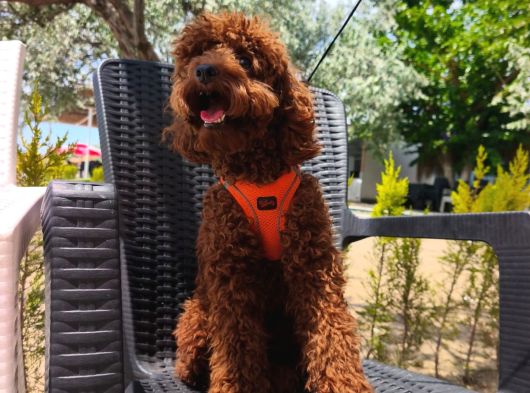 Toy Poodle Yavrularımız