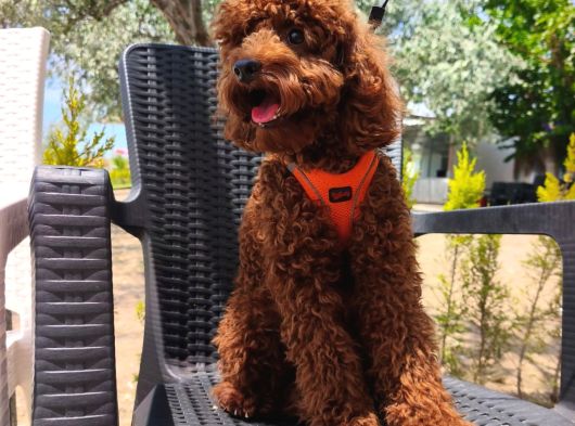 Toy Poodle Yavrularımız görsel