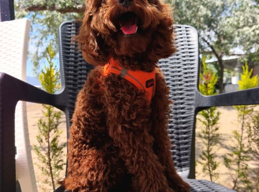 Toy Poodle Yavrularımız görsel