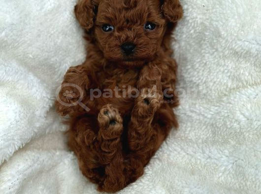 Zi̇yarete Açik Erkek Di̇şi̇ Poodle Bebekler görsel
