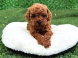 Zi̇yarete Açik Erkek Di̇şi̇ Poodle Bebekler
