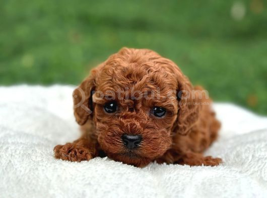 Zi̇yarete Açik Erkek Di̇şi̇ Poodle Bebekler görsel