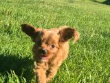 En Sevi̇mli̇ Malti̇poo Yavrulari Istanbul
