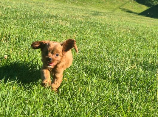 En Sevi̇mli̇ Malti̇poo Yavrulari Istanbul görsel