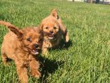 En Sevi̇mli̇ Malti̇poo Yavrulari Istanbul