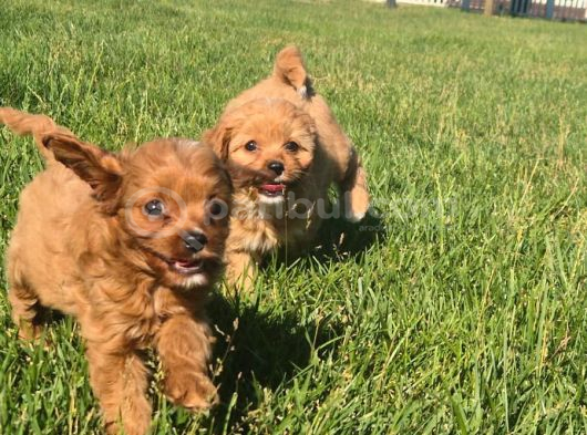 En Sevi̇mli̇ Malti̇poo Yavrulari Istanbul