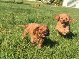 En Sevi̇mli̇ Malti̇poo Yavrulari Istanbul