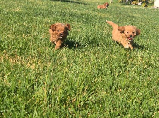 En Sevi̇mli̇ Malti̇poo Yavrulari Istanbul görsel