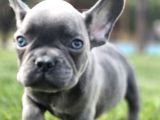 Efsane Mavi̇ French Bulldog Yavrulari İstanbul