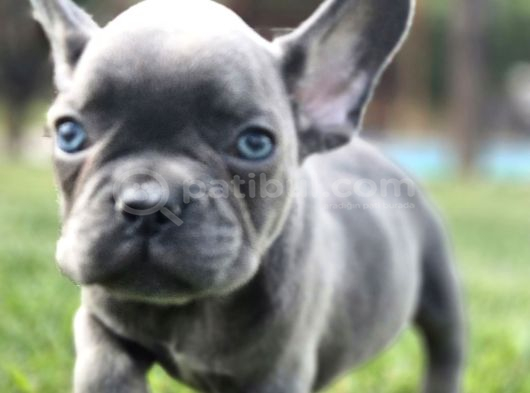 Efsane Mavi̇ French Bulldog Yavrulari İstanbul görsel