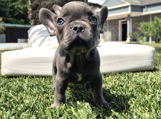Efsane Mavi̇ French Bulldog Yavrulari İstanbul görsel