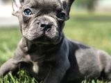 Efsane Mavi̇ French Bulldog Yavrulari İstanbul