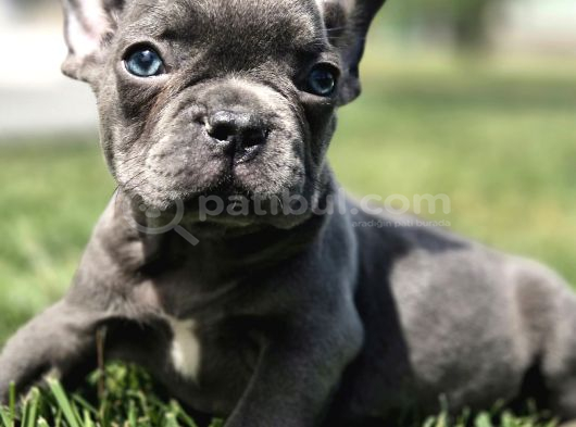 Efsane Mavi̇ French Bulldog Yavrulari İstanbul görsel