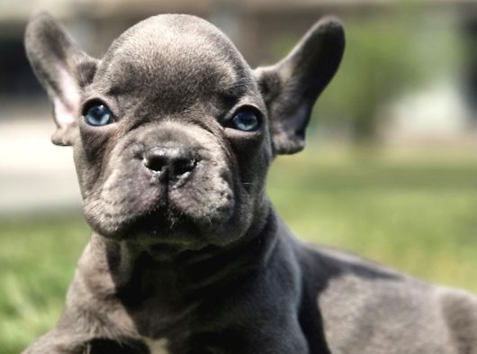 Efsane Mavi̇ French Bulldog Yavrulari İstanbul görsel