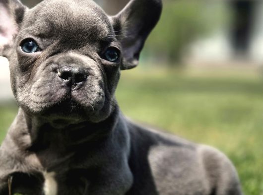 Efsane Mavi̇ French Bulldog Yavrulari İstanbul görsel