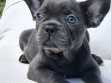Efsane Mavi̇ French Bulldog Yavrulari İstanbul