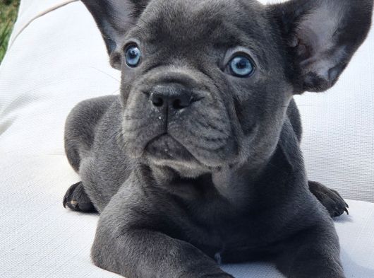 Efsane Mavi̇ French Bulldog Yavrulari İstanbul görsel