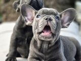 Efsane Mavi̇ French Bulldog Yavrulari İstanbul