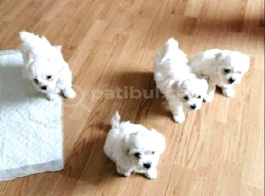 Minik patilerimiz maltese terrier