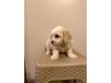 Mini Boy Maltese Yavrularımız