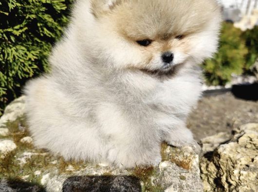 Teddy Bear Face Pomeranian Boo Yavruları