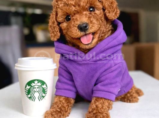 EVİNİZE NEŞE KATACAK ANNE ALTINDAN TOY POODLE