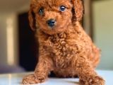 Kivir Kivir Tuvalet Eğitimli Toy Poodle