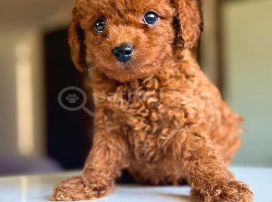 Kivir Kivir Tuvalet Eğitimli Toy Poodle görsel