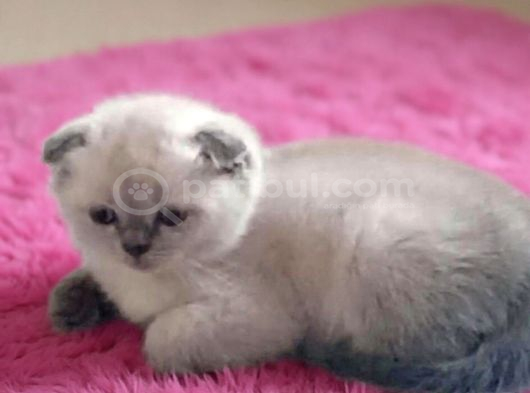 pamuk Scottish fold çok Güzel bebekler uygun