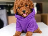 Evi̇ni̇ze Neşe Katacak Anne Altindan Toy Poodle
