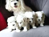 Teacup Kore Maltese Show Kalite