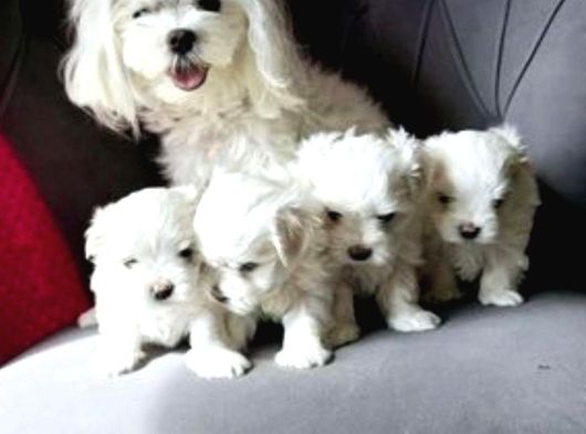 Teacup Kore Maltese Show Kalite