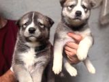 Irk garantili husky yavrular