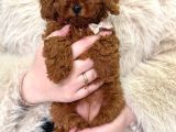 En Asilinden Toy Poodle Ev Ortamından