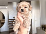 Malti̇poo Ci̇nsi̇ Yavrular Ev Üreti̇mi̇